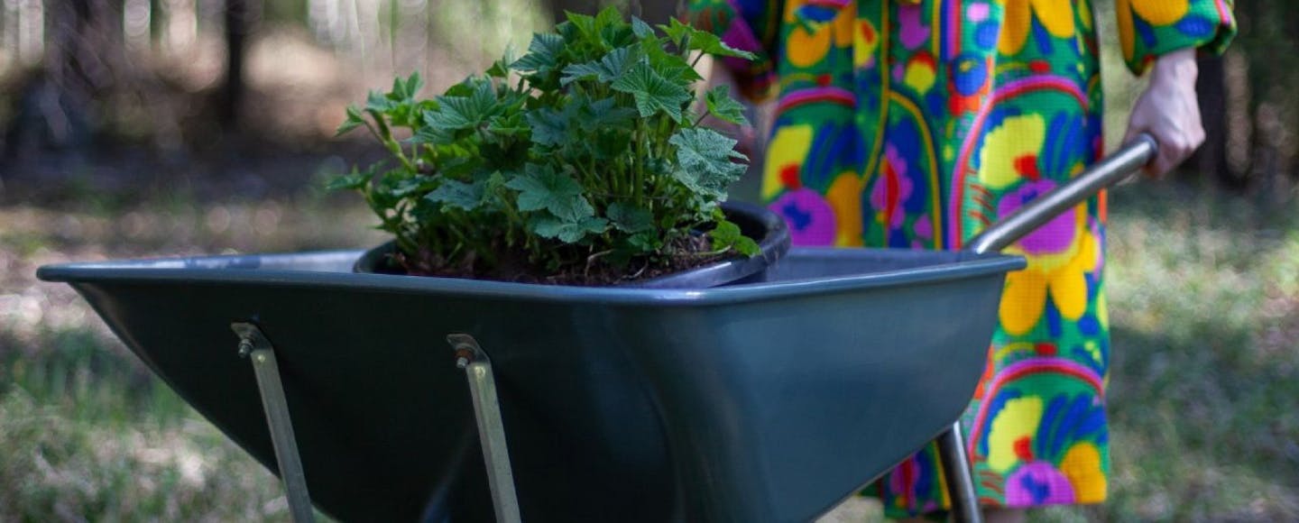 Dark Blue Painted Wheelbarrow With Green Plants Inside