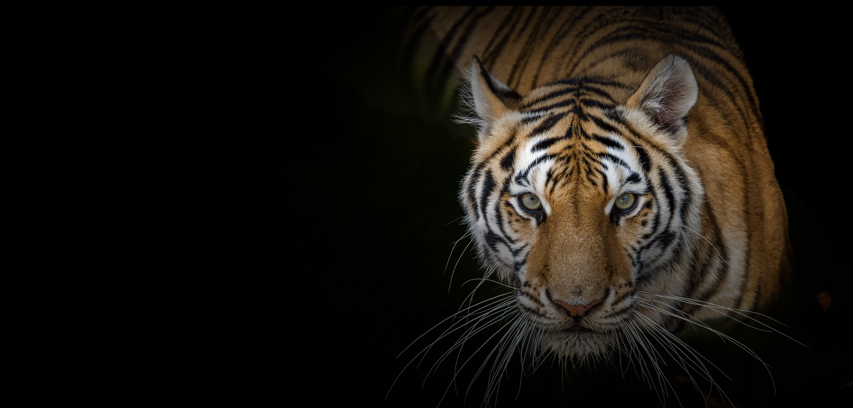 Endangered Colors paint collection | Banner Image | Tikkurila