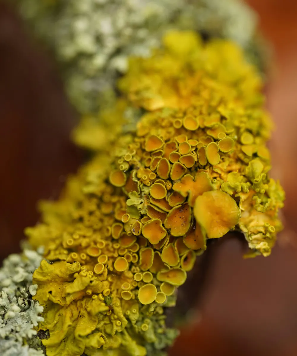 Close-up of yellow and orange lichen on a natural surface