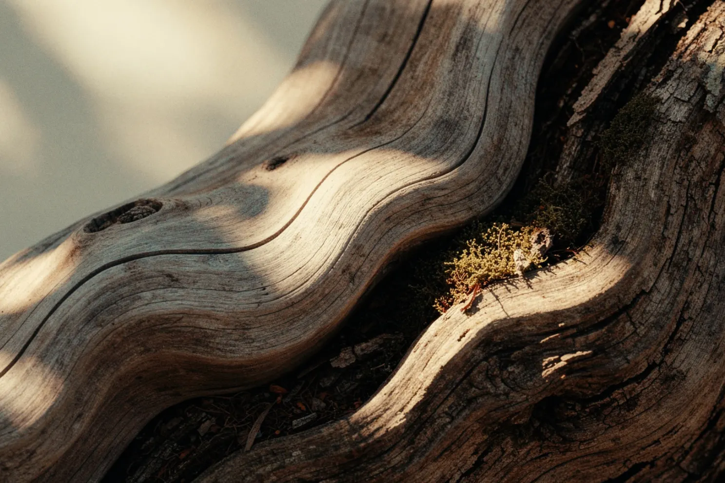 Close-up of weathered wood with natural flowing grain