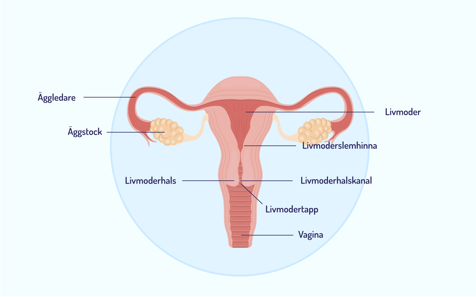 Illustration av inre könsorgan