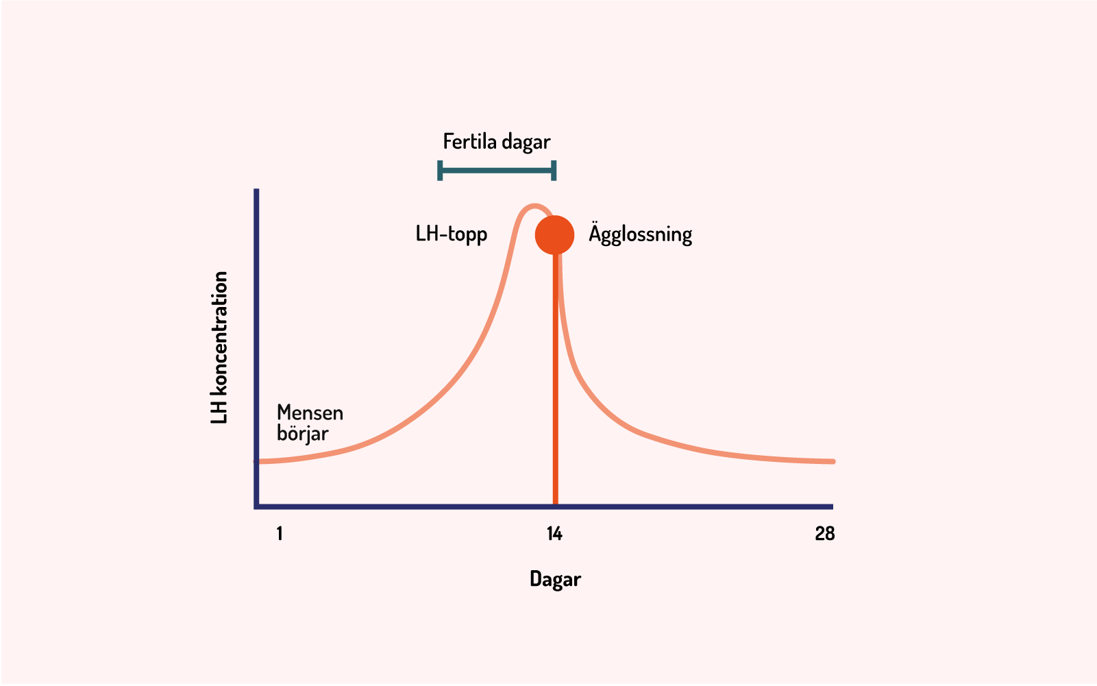 Illustration av kurva för ägglossning