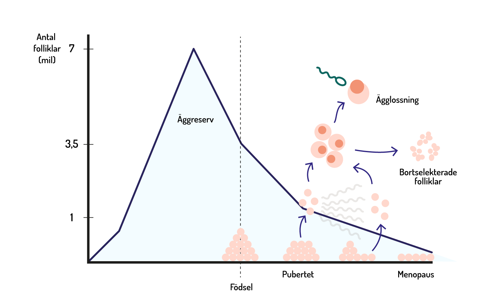 Illustration av sambandet mellan antal folliklar och livscykel