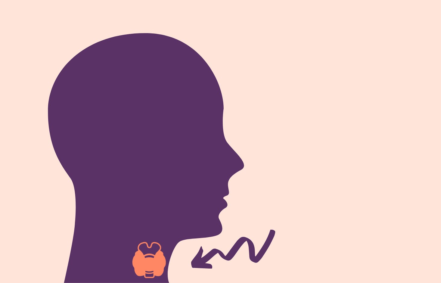 Illustration av huvud med sköldkörtel
