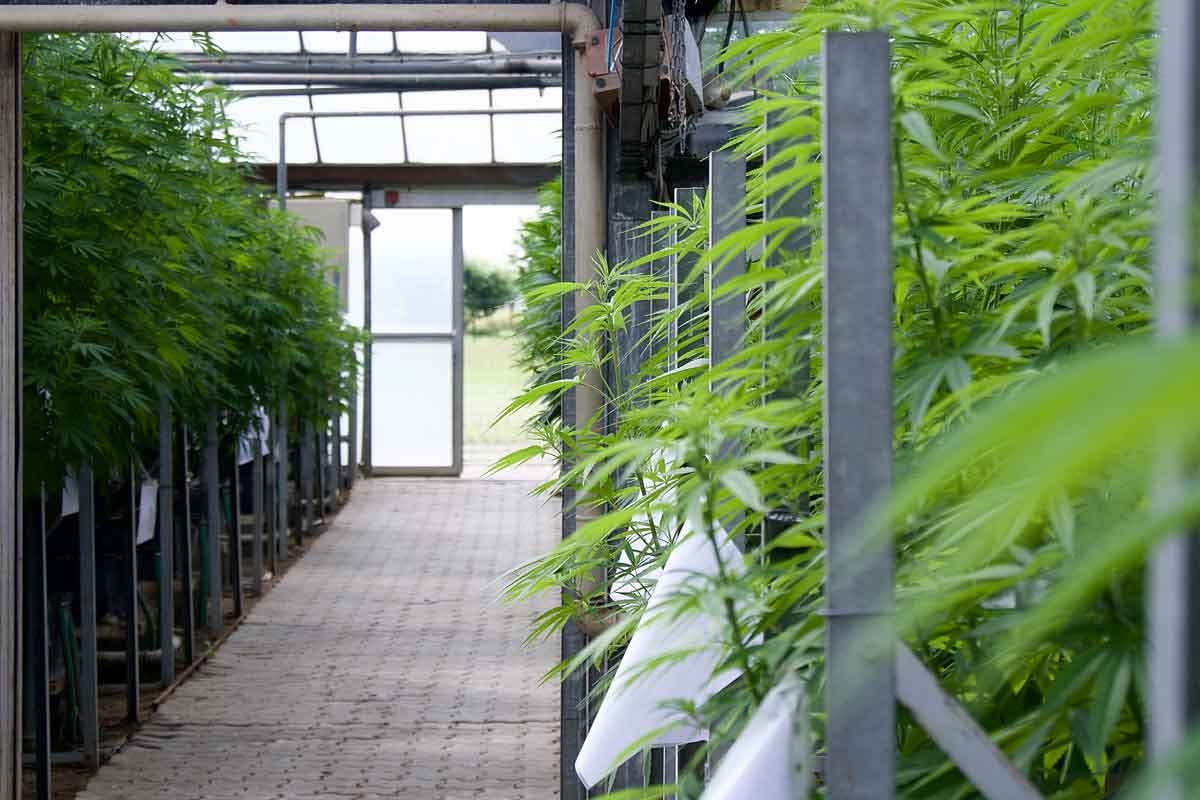 Plant Chanver France