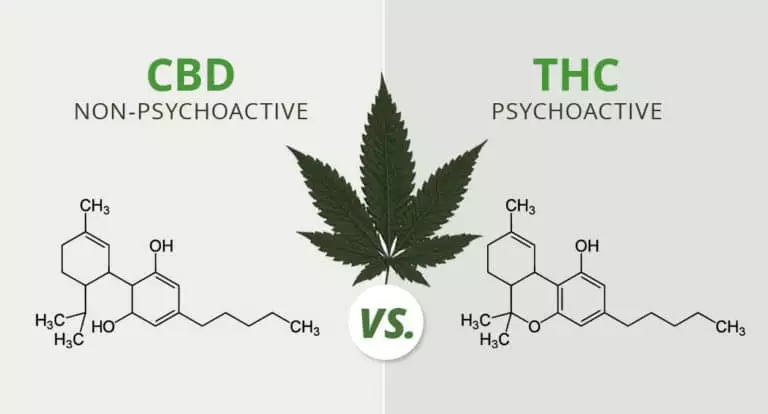 Les Distinctions Entre Le THC Et Le CBD : Comprendre Les Différences ...