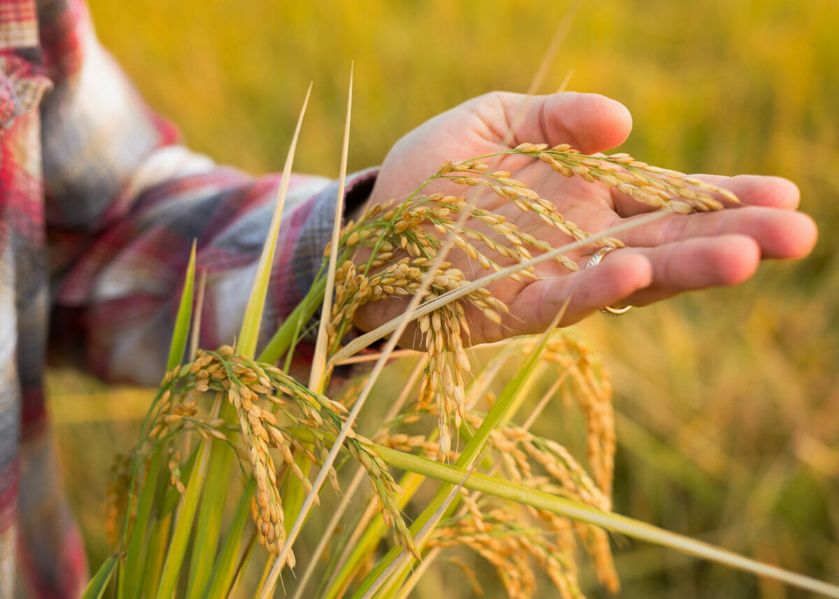 Rice farmers want money instead of fertilizer
