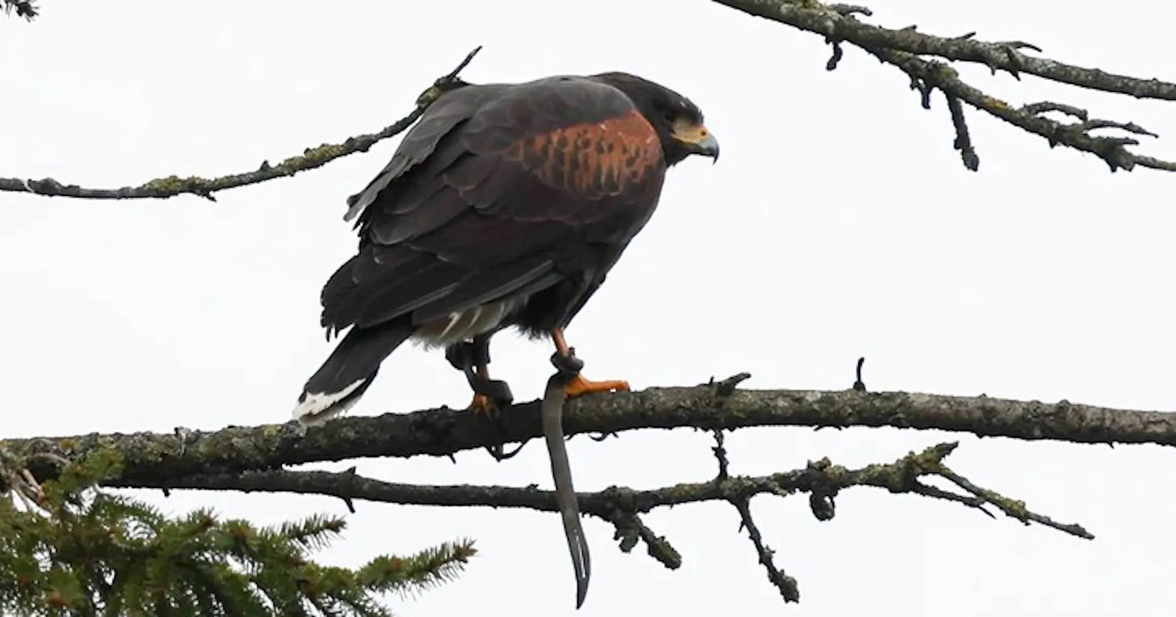Aggressive hawk that terrorized English village for weeks finally ...
