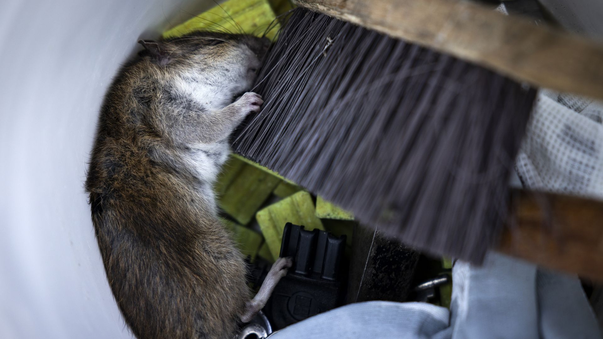 Extra geld voor rattenbestrijding Amsterdam, maar 'rat hoort nu eenmaal ...