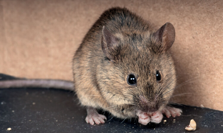 Covid virus changes sperm in mice, may raise anxiety in offspring