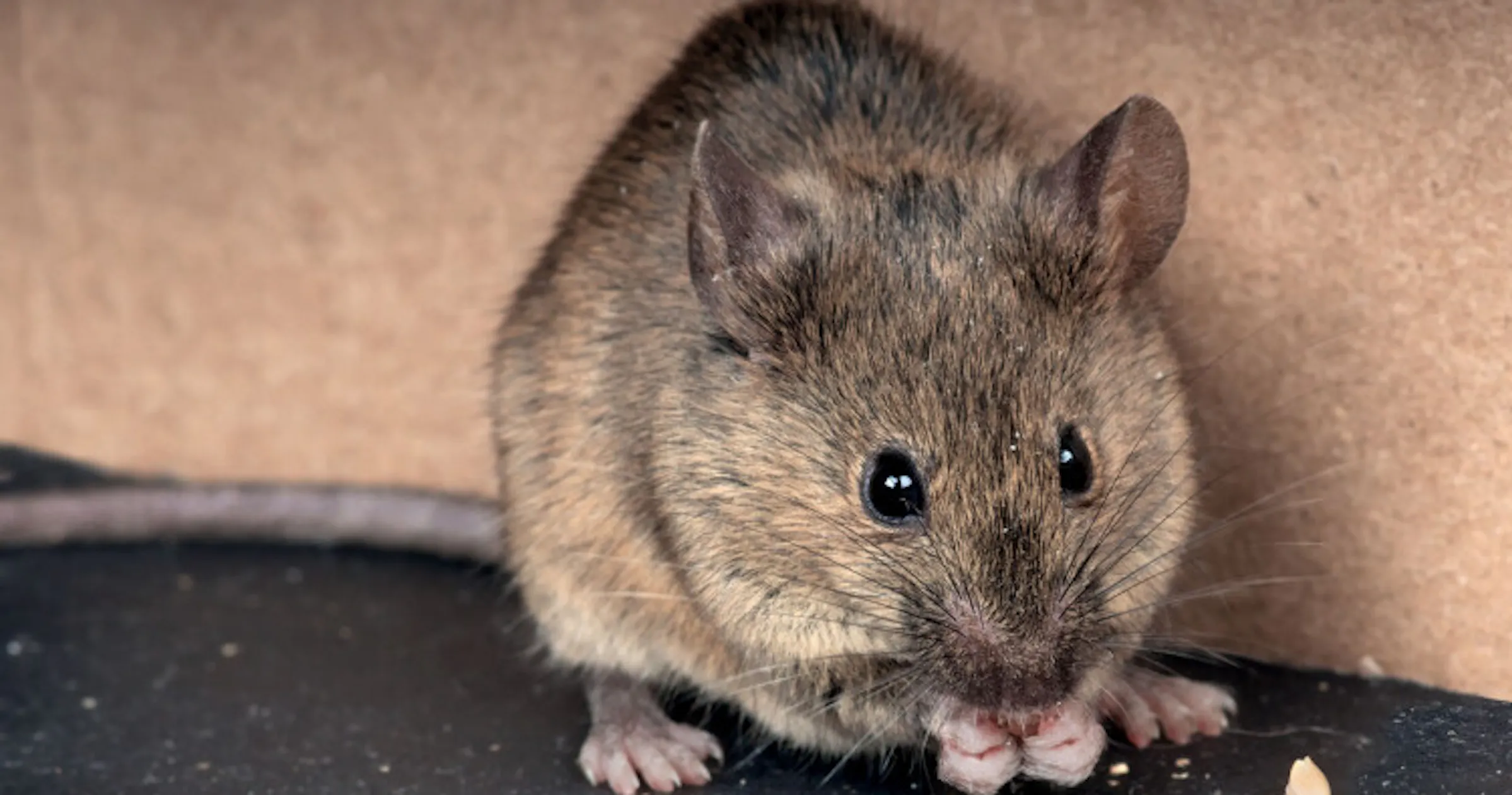 Covid virus changes sperm in mice, may raise anxiety in offspring
