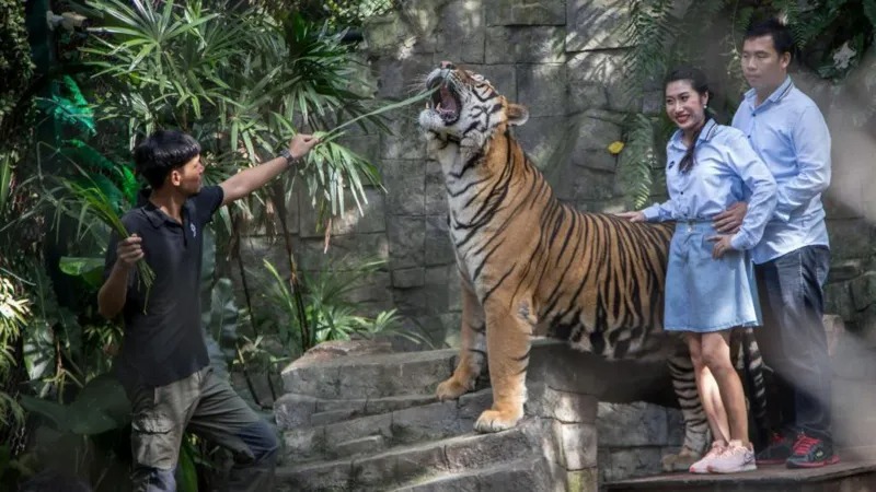 Probe under way after illness kills 72 tigers in Thai ...