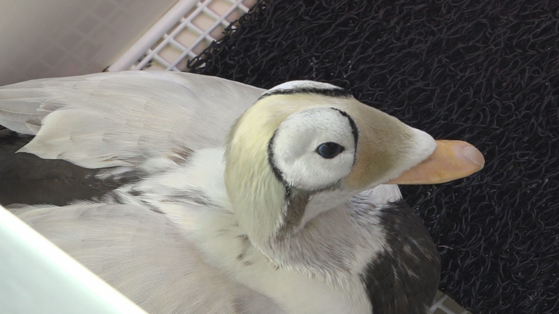 Zeldzame brileider op Texel dood