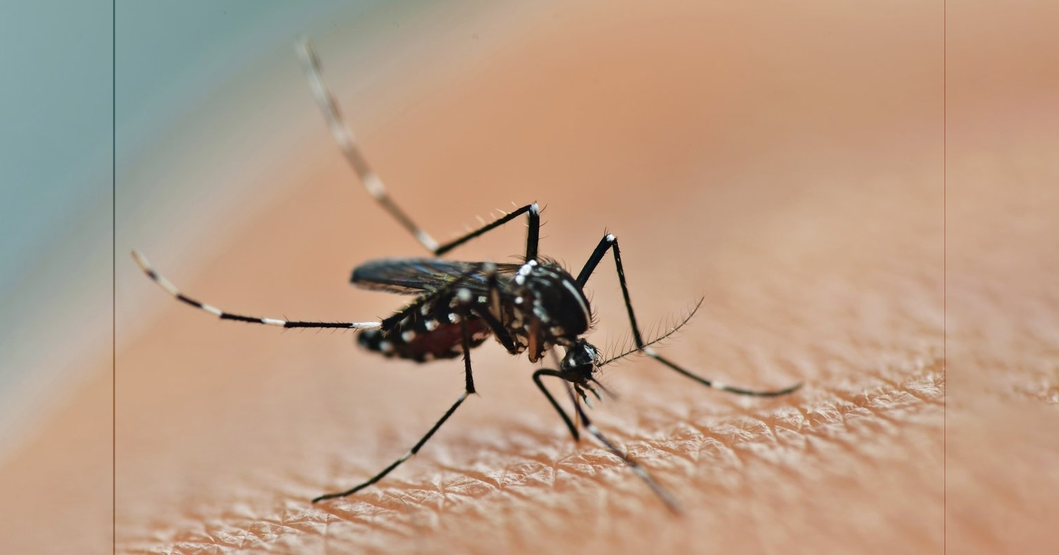 Chikungunya Epidemic in Sint Laurent: Suriname Warns of Silent Crisis - News Directory 3