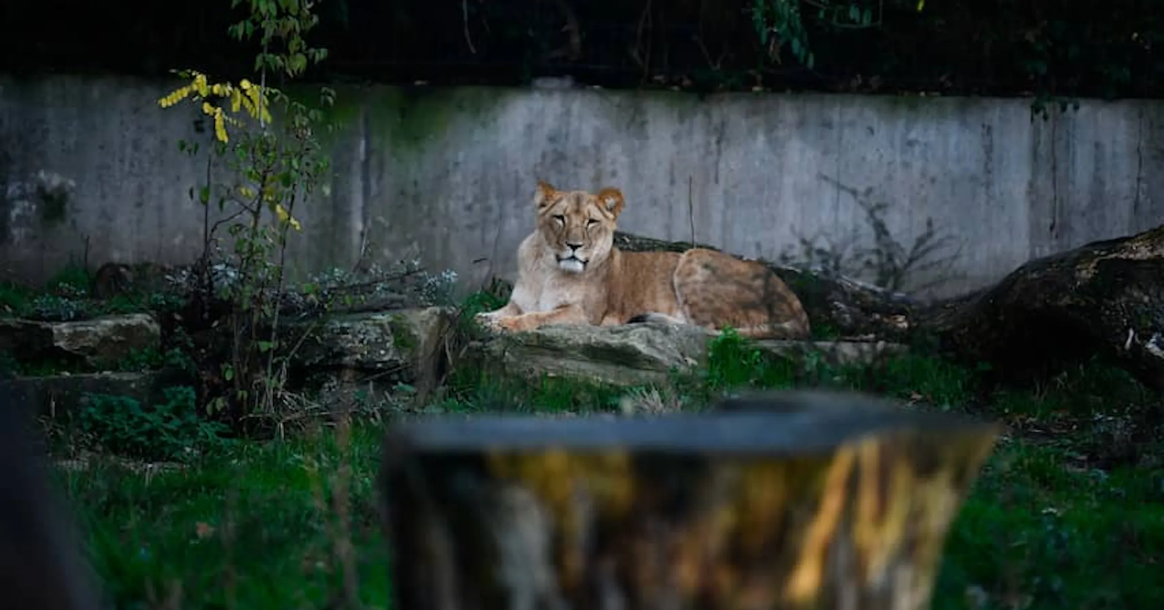 Man betreedt leeuwenverblijf in Duitse dierentuin