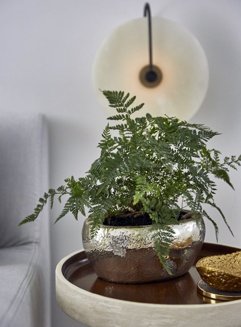 Tina-Ramchandani-Interior-Design-New-York-Leroy-South-Fern-Detail-Shot