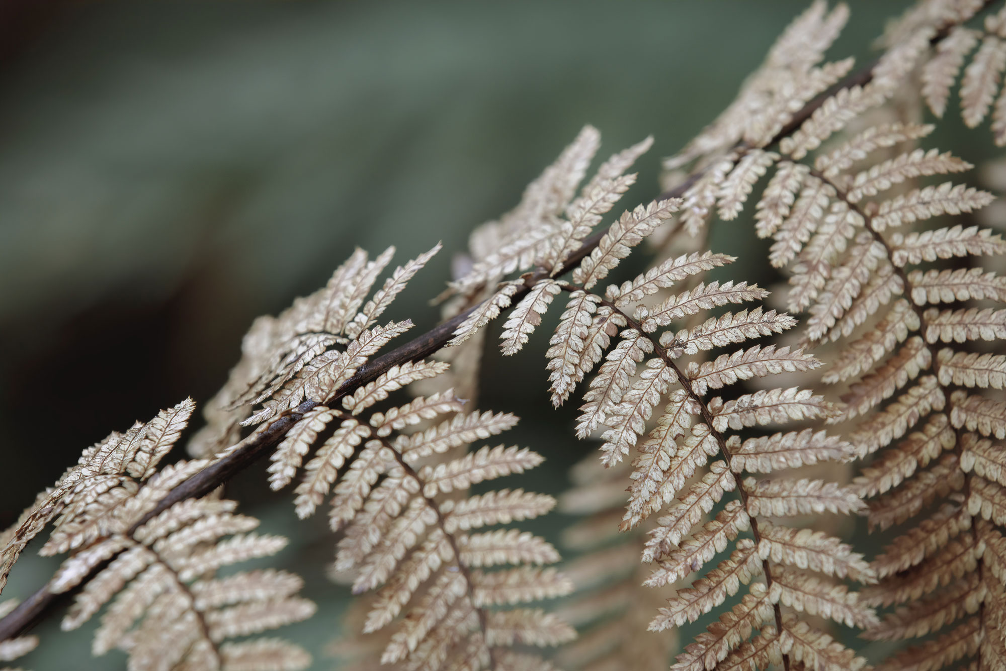 Silver fern