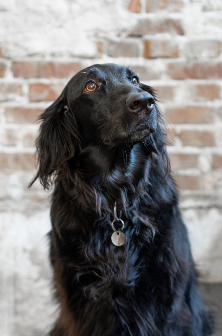 Black dog of a breed flat-coated retriever with a collar with a loft style brick wall as a background