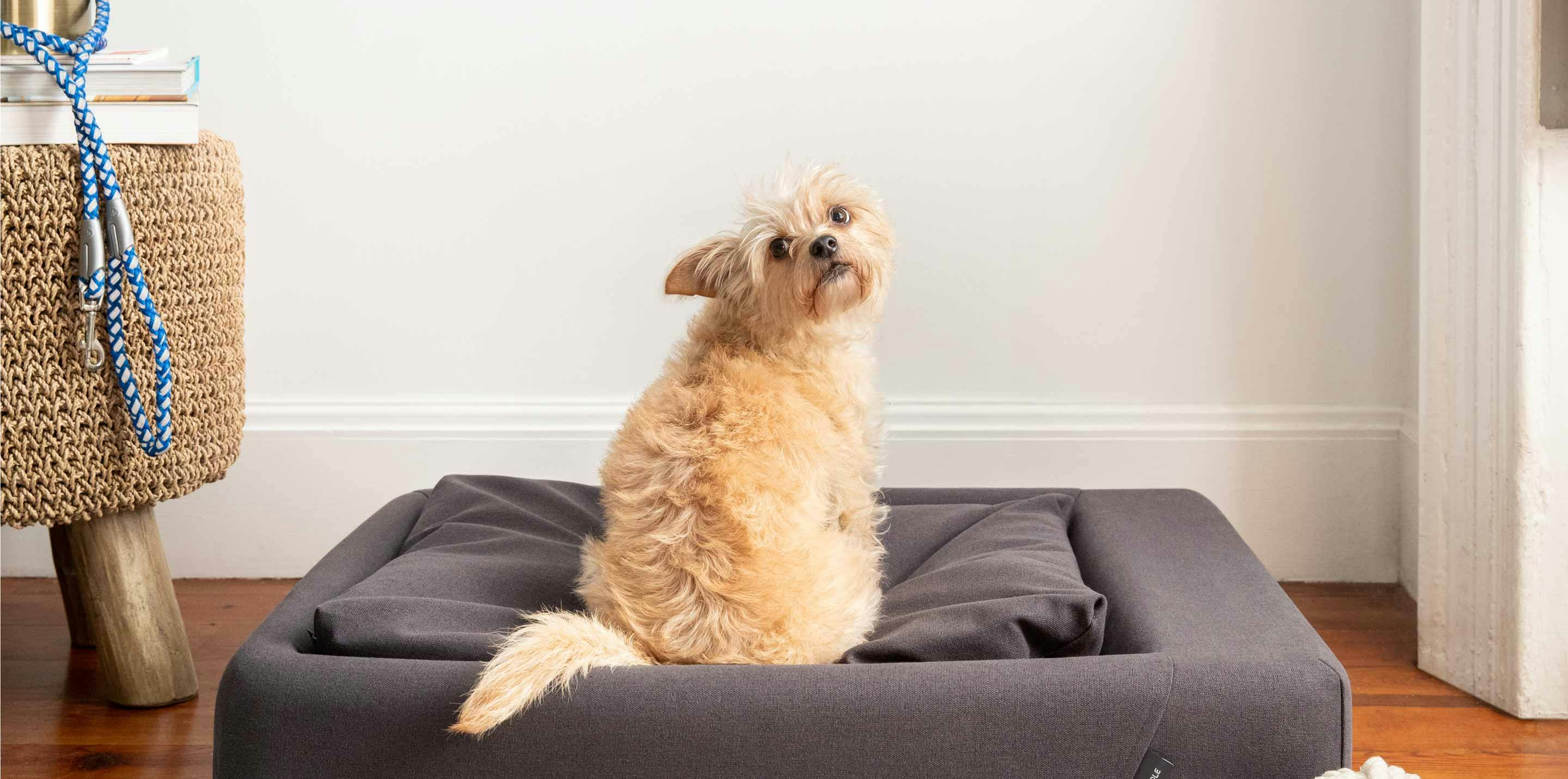 A dog in a dog bed
