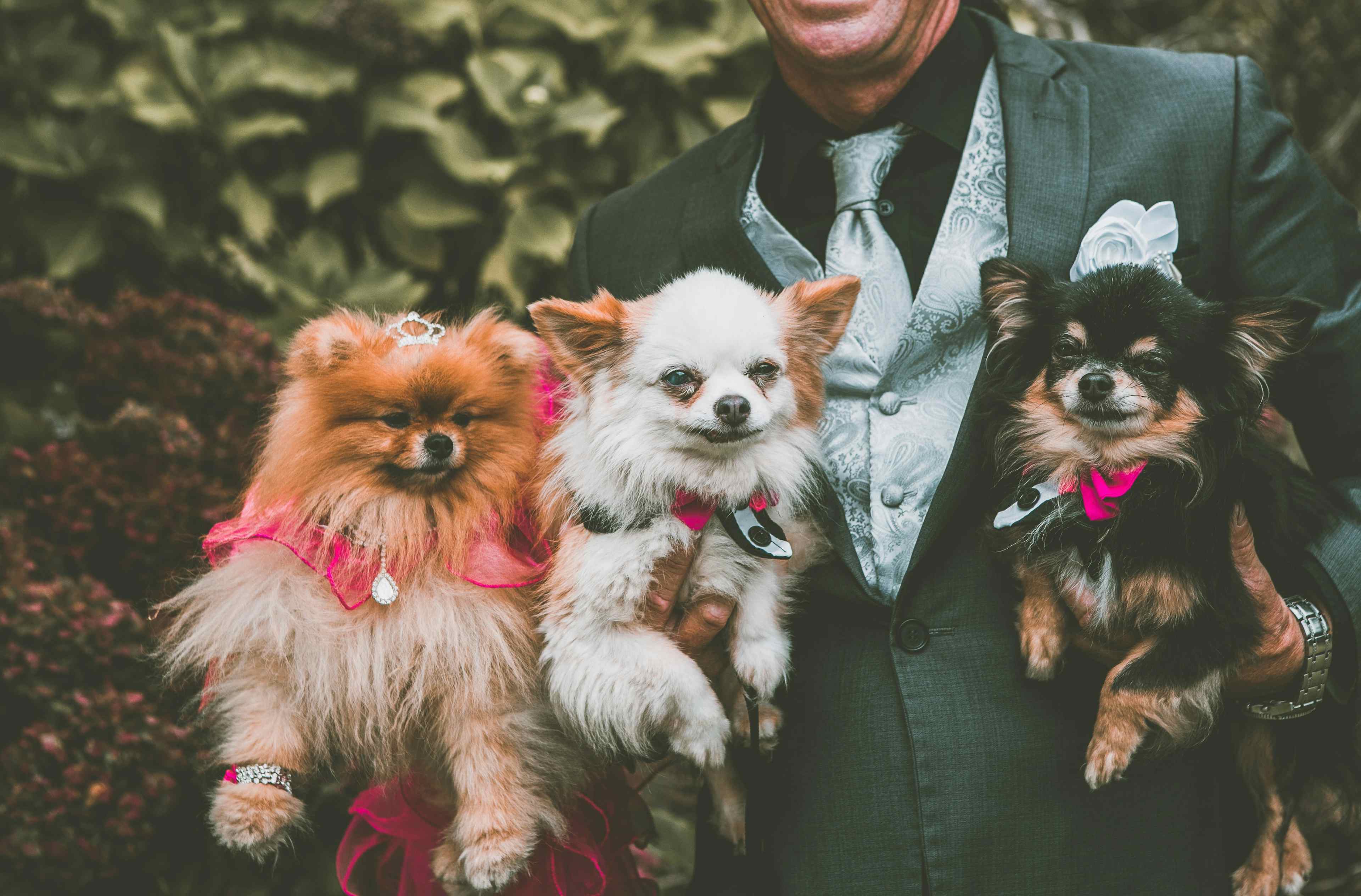 Dogs at a wedding