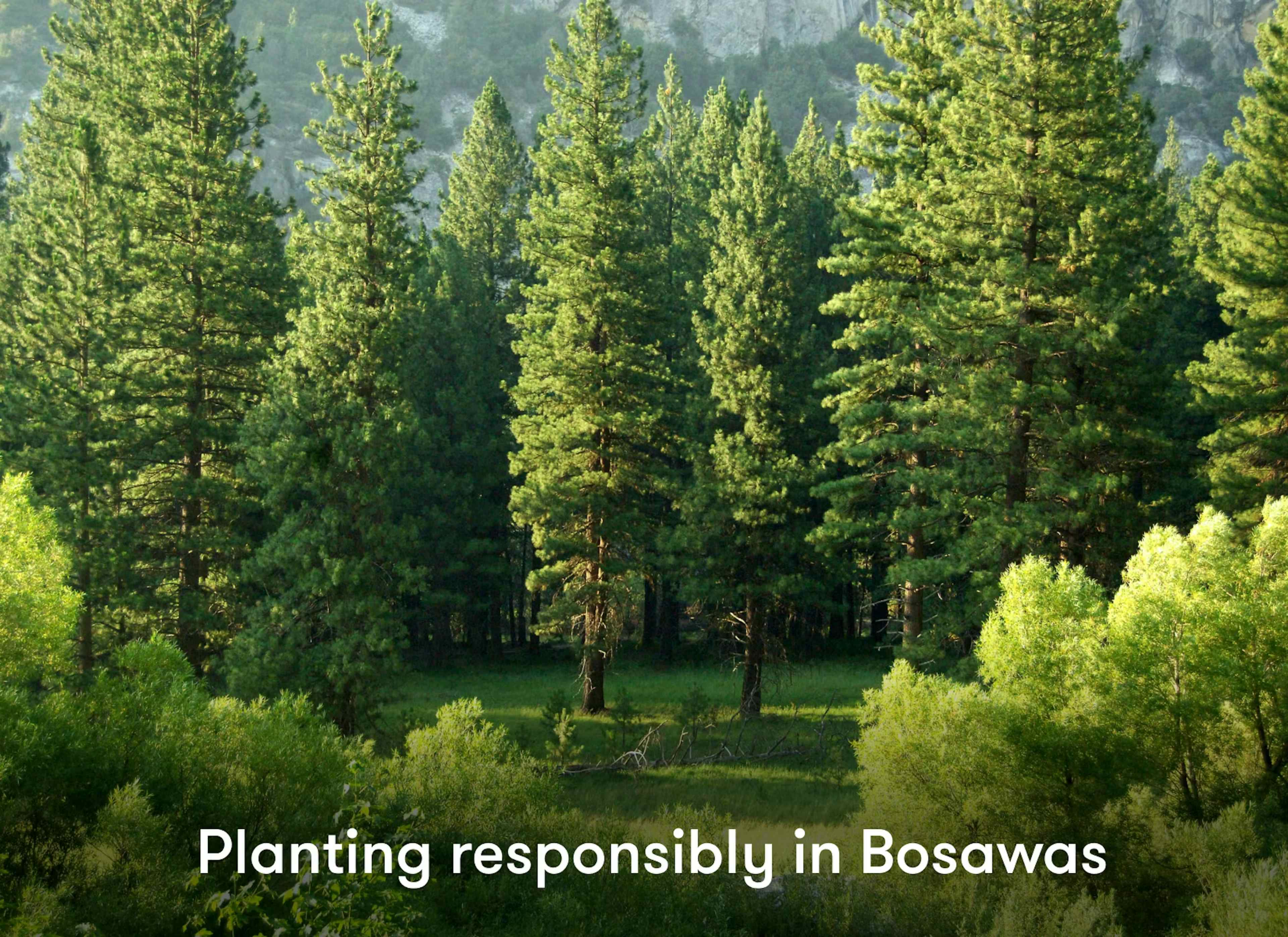 planting in basawas
