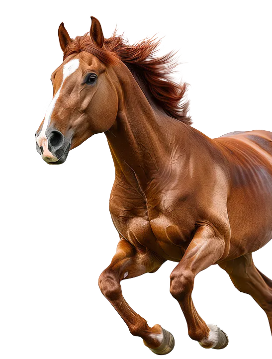 Tokinvest | Image of Red Rum