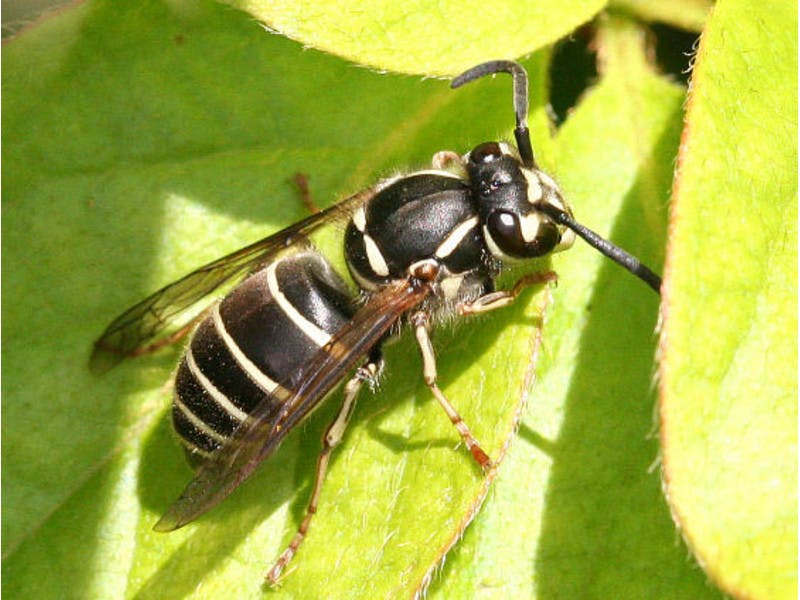 3 Crazy Bugs You Can Eat in Japan TokyoTreat Japanese Candy & Snacks