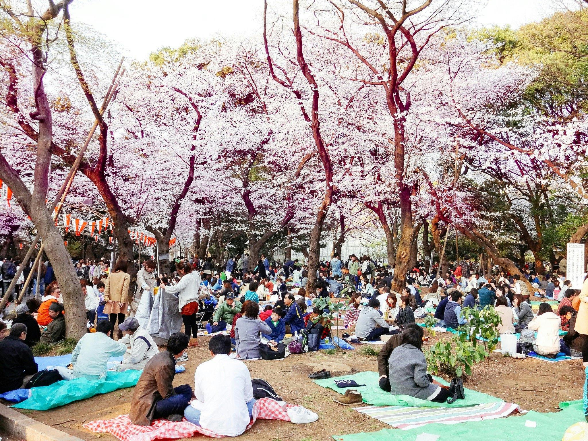 June Box Theme: Hanami Picnic | TokyoTreat: Japanese Candy & Snacks