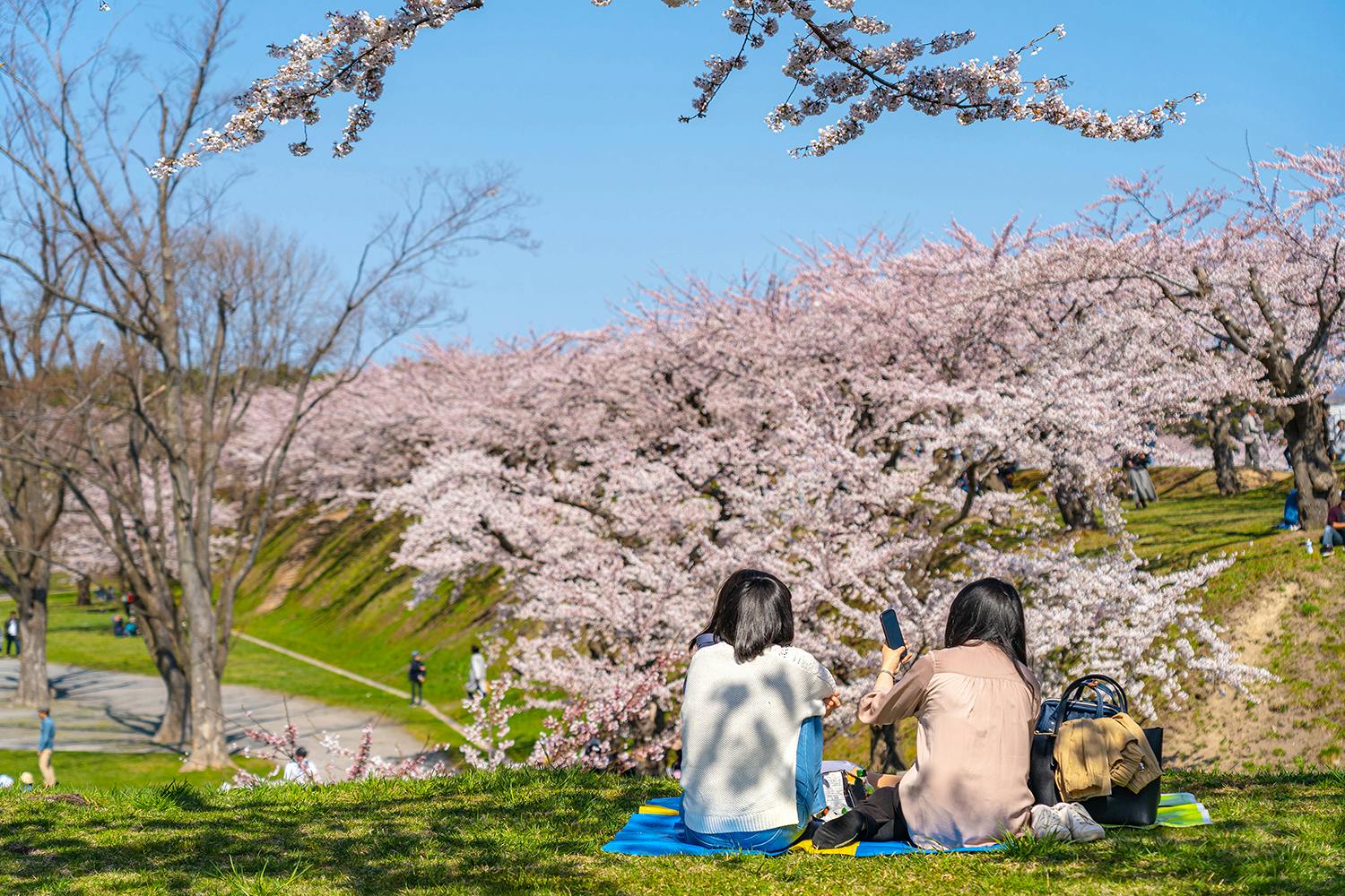 Sakura Picnic TokyoTreat