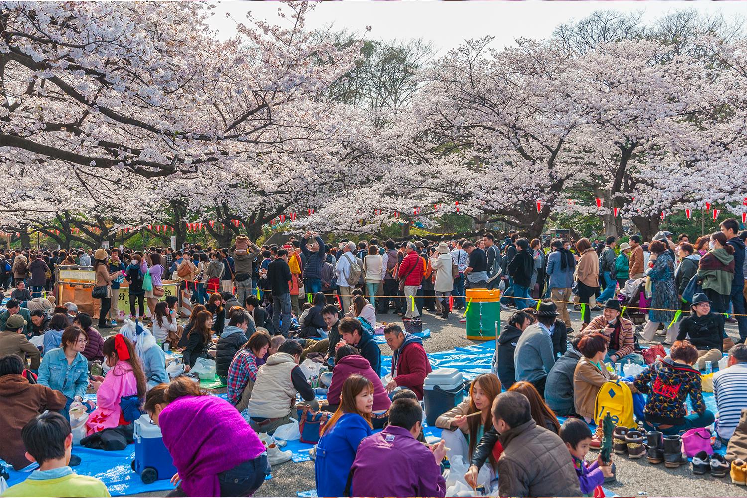 A hanami, or cherry blossom-viewing, scene in Japan, taking place in a park with lots of people and cherry blossom trees.