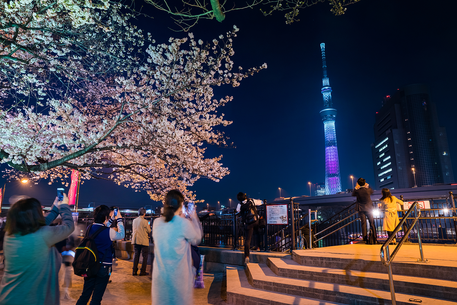 A group of tourists take photos in front of sakura trees and Tokyo Skytree.