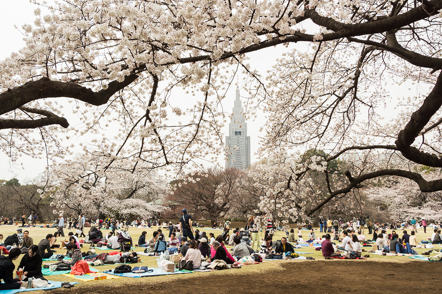 A view of Shinjuku Gyoen Park, with crowds of people enjoying hanami picnis under the cherry blossoms.
