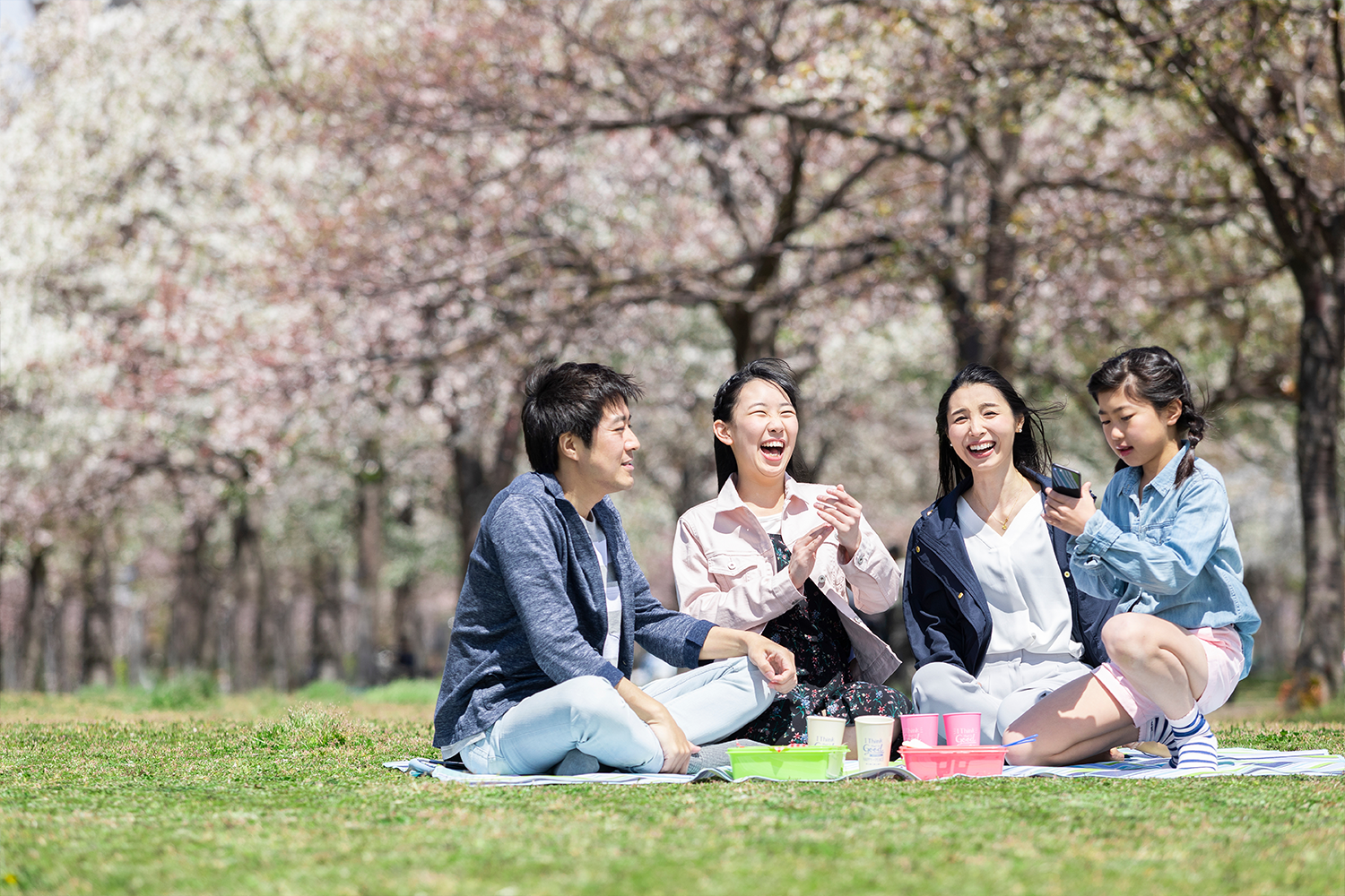 A family sits at a park in Japan, enjoying a hanami picnic under the cherry blossom trees.