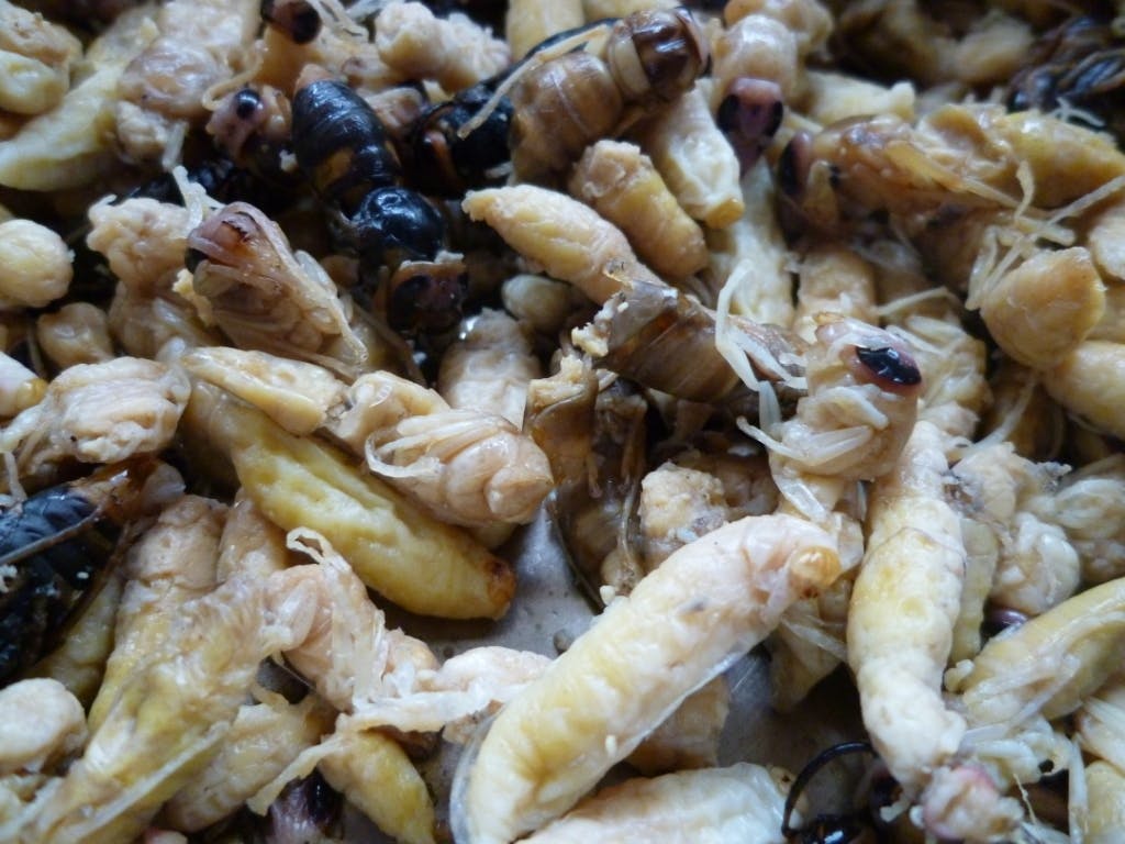 3 Crazy Bugs You Can Eat in Japan TokyoTreat Japanese Candy & Snacks