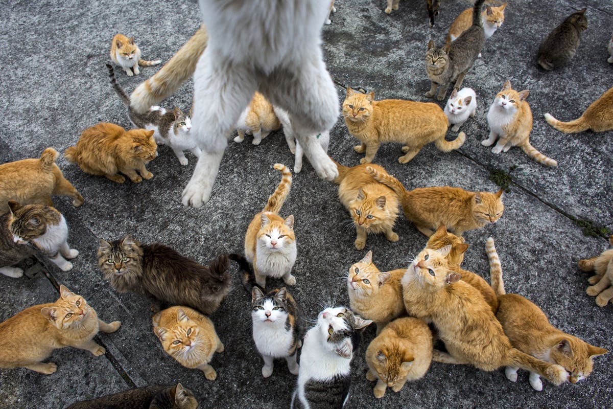 Aoshima Cat Island: More Cats Than People! 