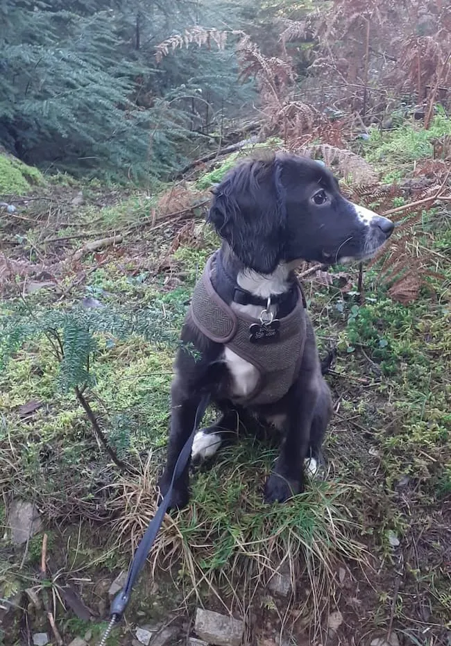  Tony's dog Scout outside in Devon