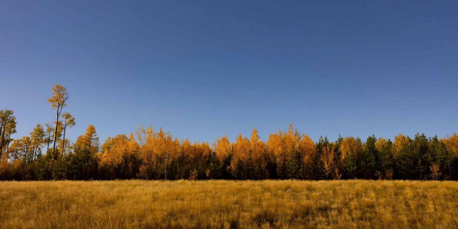 Autumn trees across a grassy field, under a blue sky