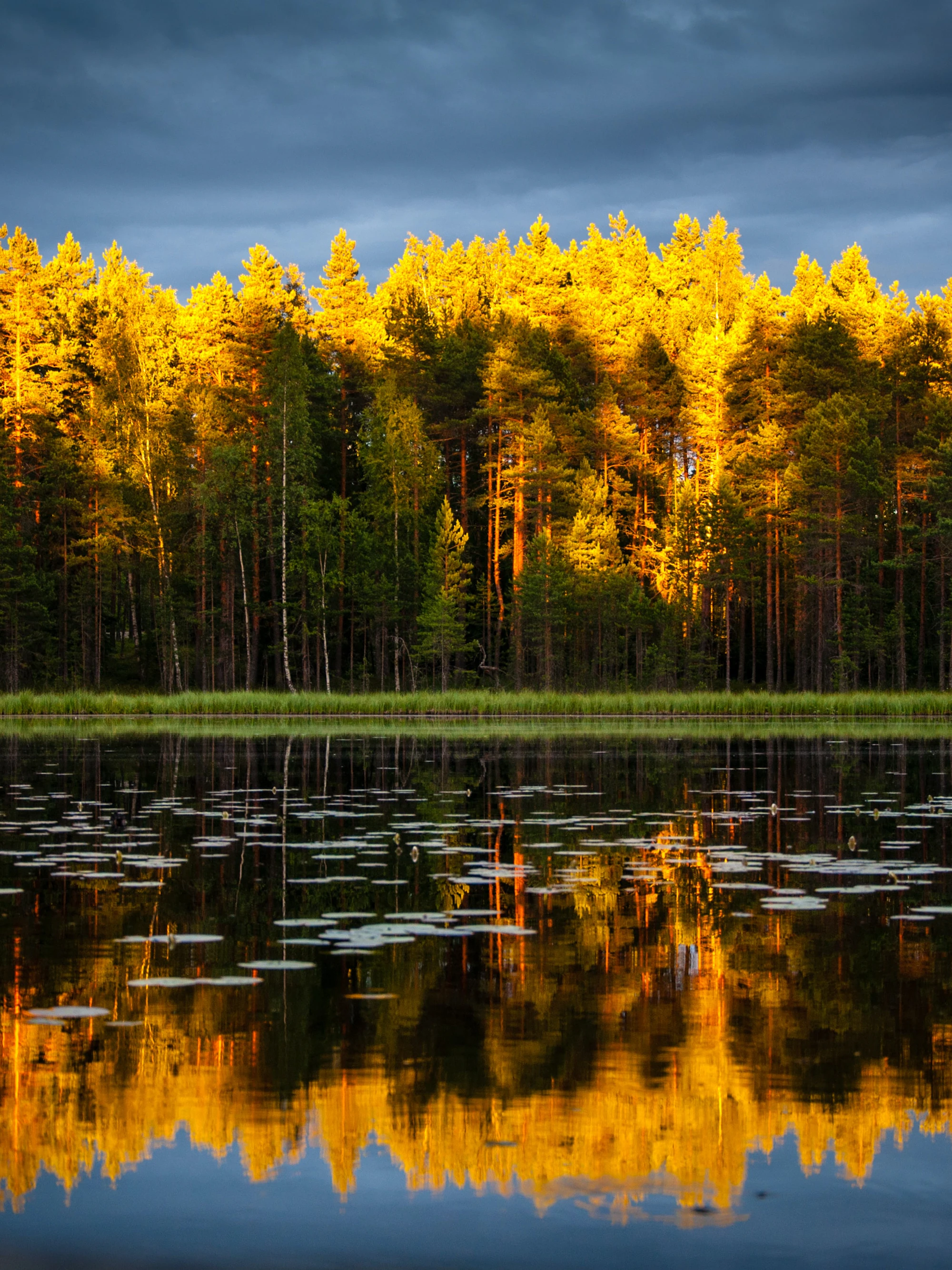Autumn trees across a small pond