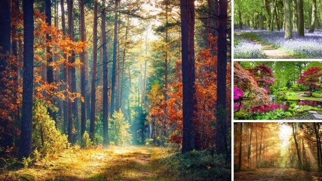 Tuinposter Bos afbeelding