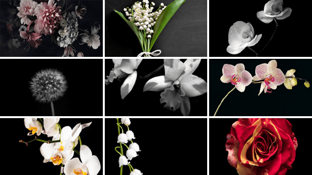 BLOEMEN