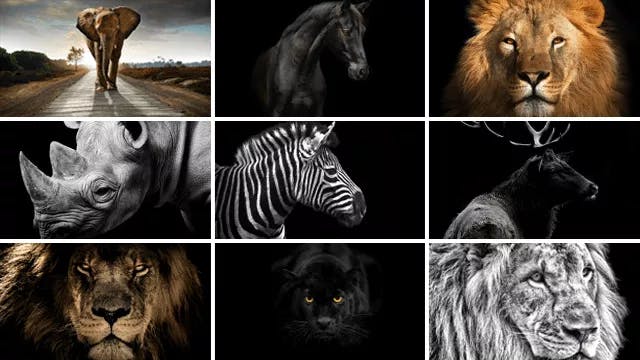 DIEREN