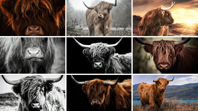 SCHOTSE HOOGLANDERS