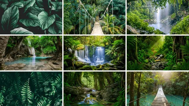 JUNGLE