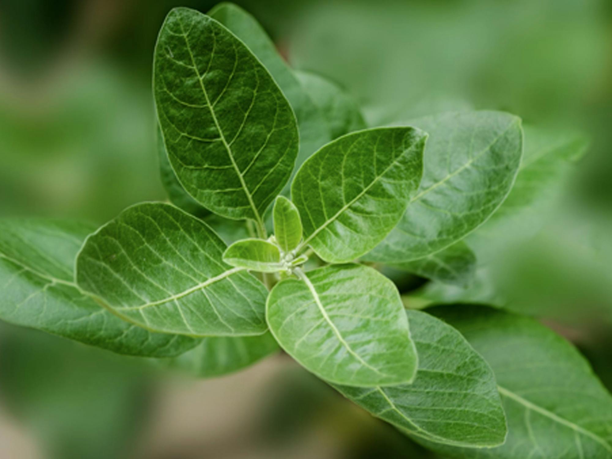 Ashwagandha Plant