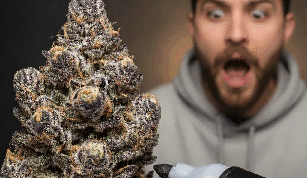Marijuana Vape Pen - How To Use A Cannabis Vape Pen - Torrey Holistics Dispensary Marijuana Vape Pen - How To Use A Cannabis Vape Pen - Torrey Holistics Dispensary