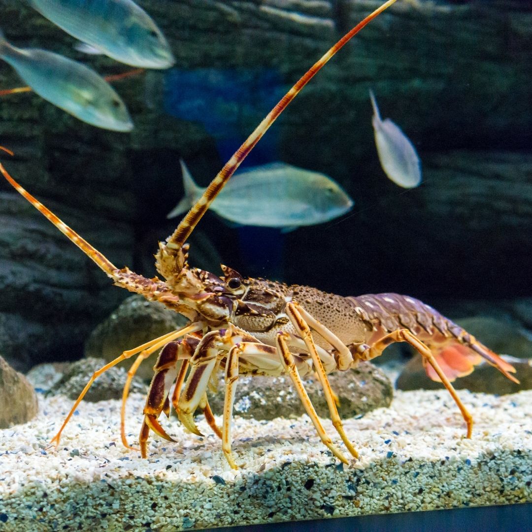 langoustes martinique