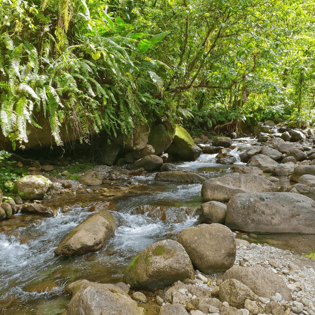 Rivière Balata Martinique
