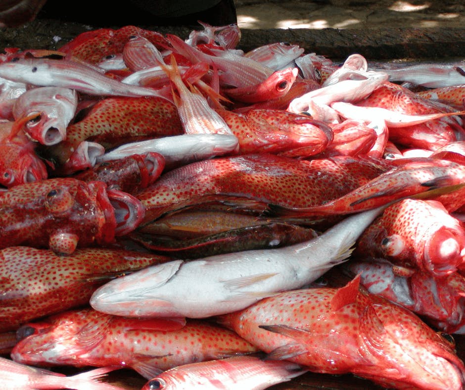 Poissons rouges Martinique