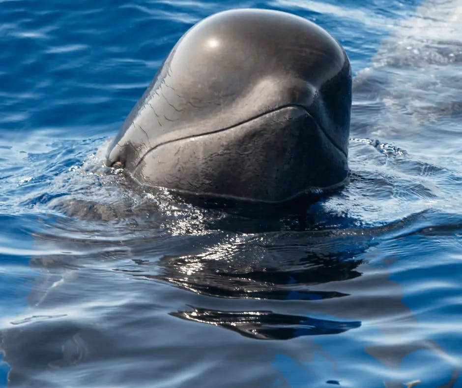Photos d'un dauphin Globicéphale tropical