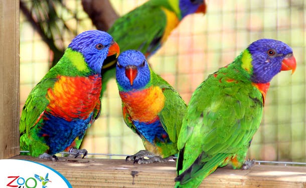 Perroquets au zoo de Martinique